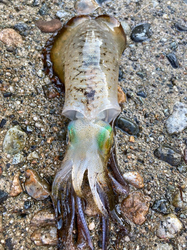 アオリイカの釣果