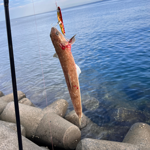 エソの釣果