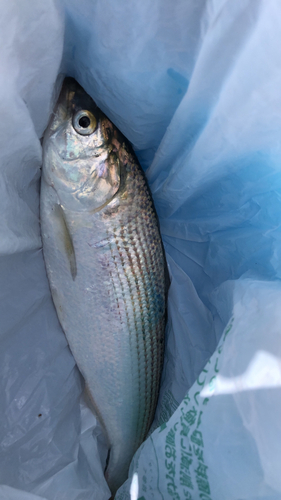 コノシロの釣果