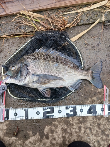 クロダイの釣果