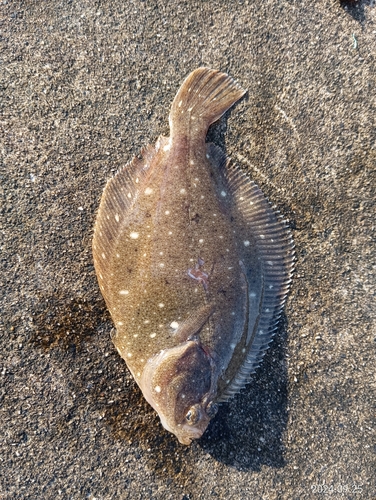 カレイの釣果