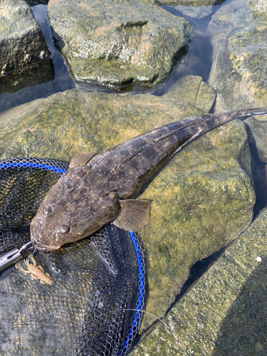 マゴチの釣果