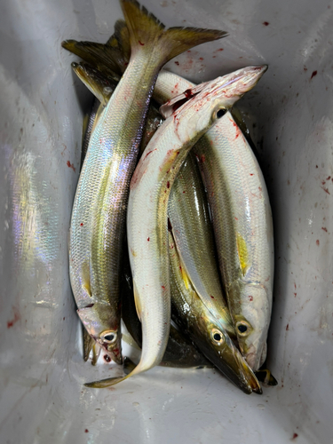 カマスの釣果