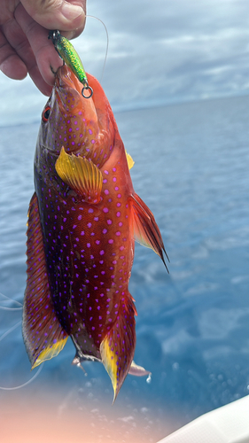 バラハタの釣果