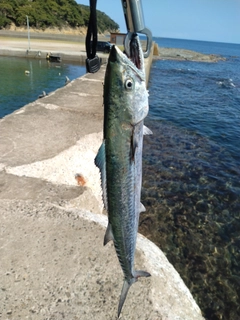 サゴシの釣果