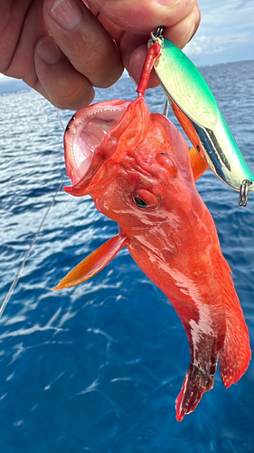 ニジハタの釣果