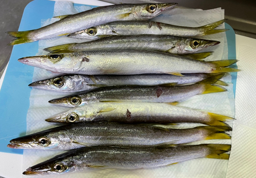 カマスの釣果