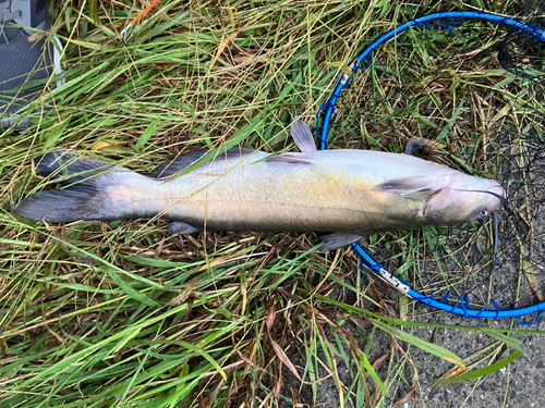 アメリカナマズの釣果