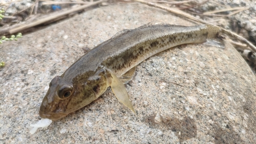 ハゼの釣果