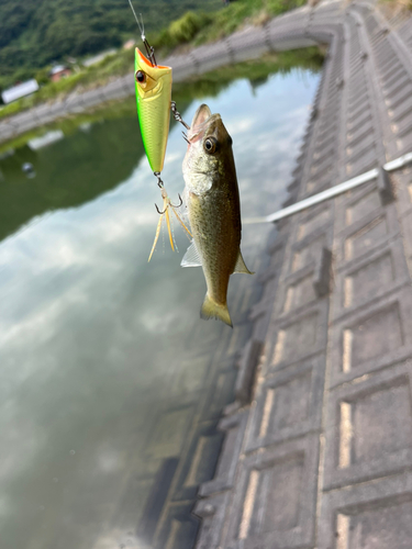 ラージマウスバスの釣果