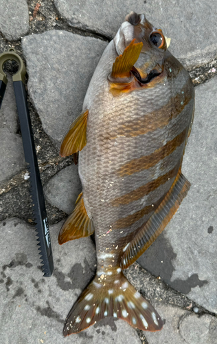 タカノハダイの釣果