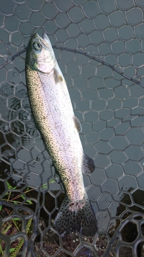 ニジマスの釣果