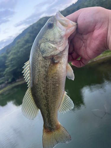 ラージマウスバスの釣果