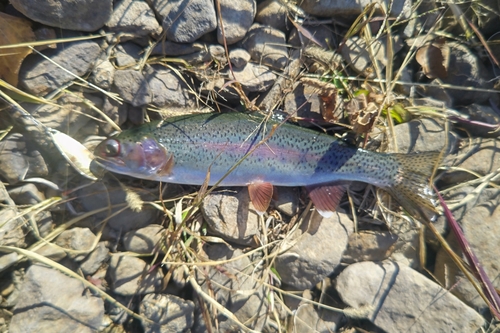 ニジマスの釣果