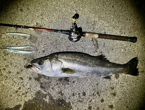 フッコ（マルスズキ）の釣果