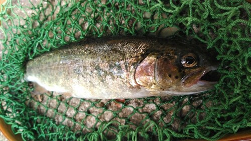 ニジマスの釣果