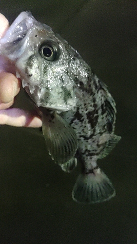 三陸海岸（岩手）