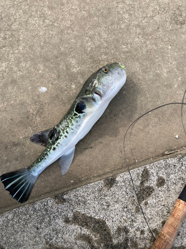 トラフグの釣果