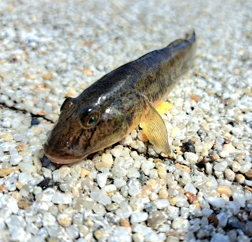 マハゼの釣果