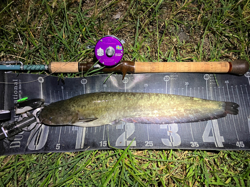 ナマズの釣果