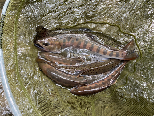 ヤマメの釣果