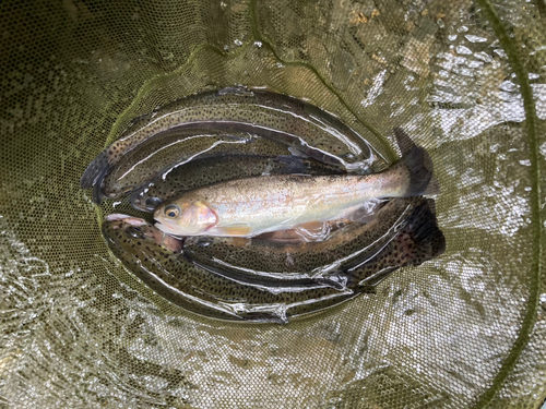 ニジマスの釣果