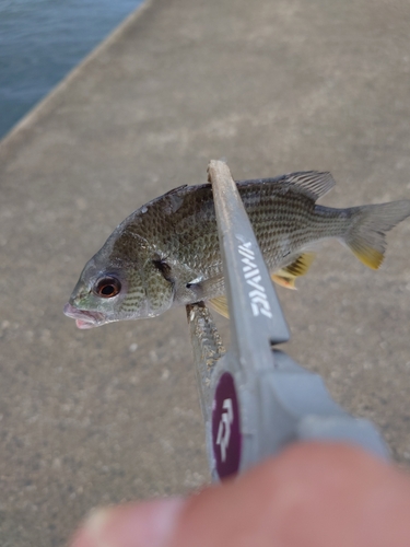 キビレの釣果