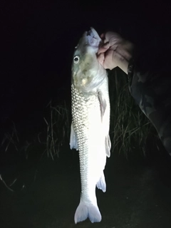 ニゴイの釣果