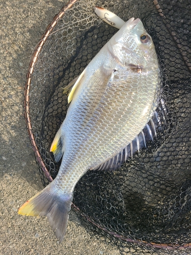 キビレの釣果