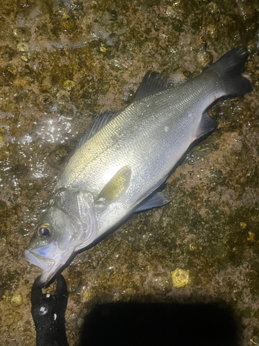 ヒラスズキの釣果