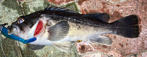 ソイの釣果