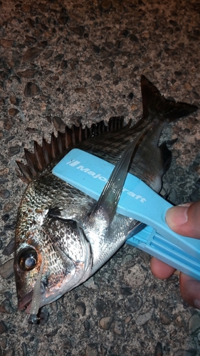 クロダイの釣果