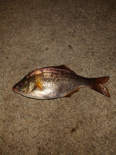 ウミタナゴの釣果