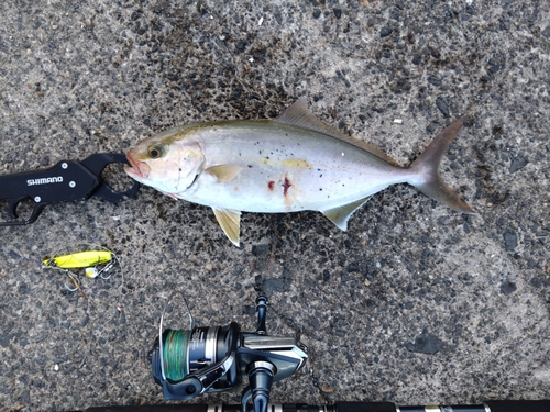 ショゴの釣果