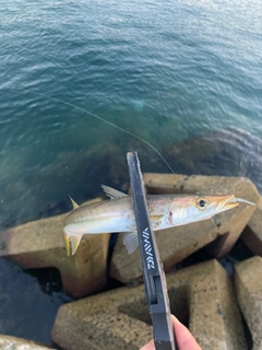 カマスの釣果