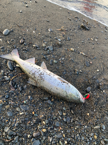 シロザケの釣果