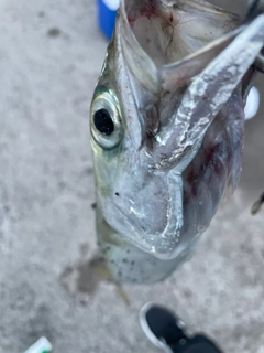 サバの釣果