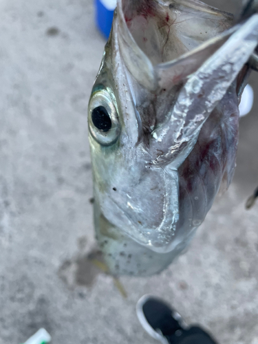 館山湾