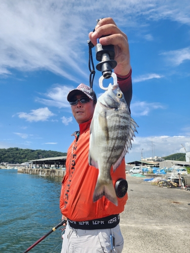 アイゴの釣果