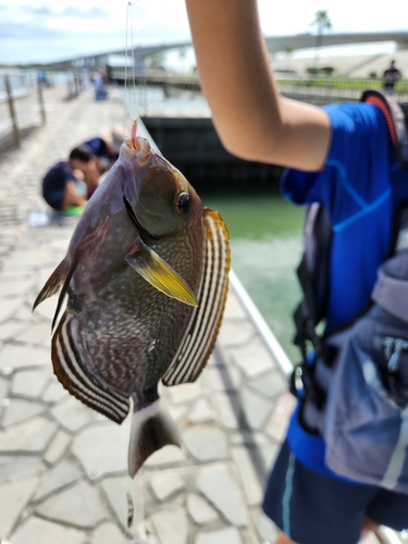 クロハギの釣果