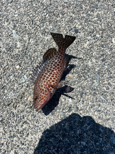 オオモンハタの釣果