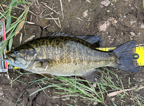 スモールマウスバスの釣果