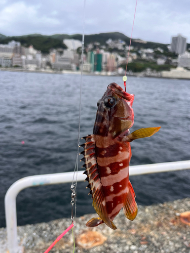 アカハタの釣果