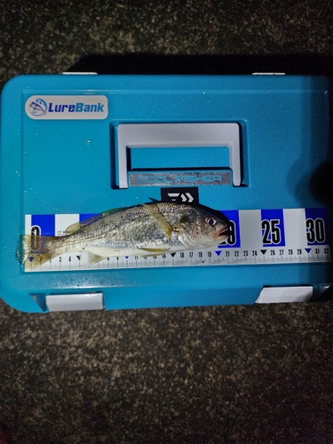 イシモチの釣果