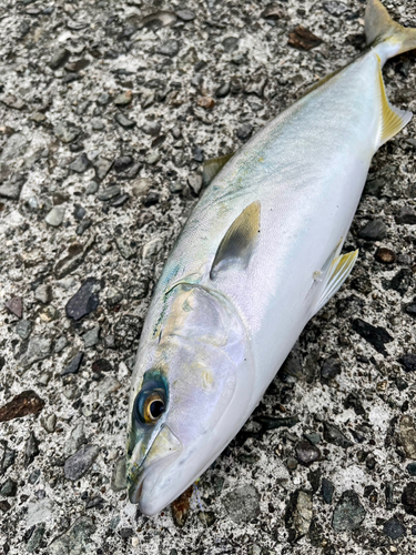 ワカシの釣果