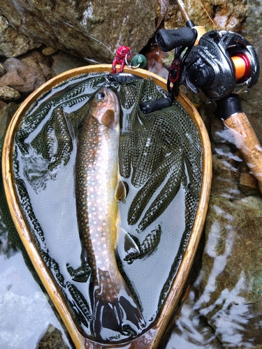 イワナの釣果