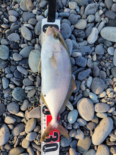 ショゴの釣果