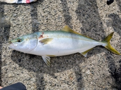 ハマチの釣果