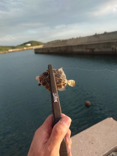 カワハギの釣果