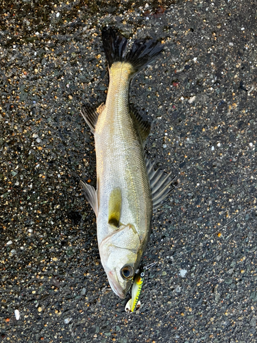 セイゴ（マルスズキ）の釣果